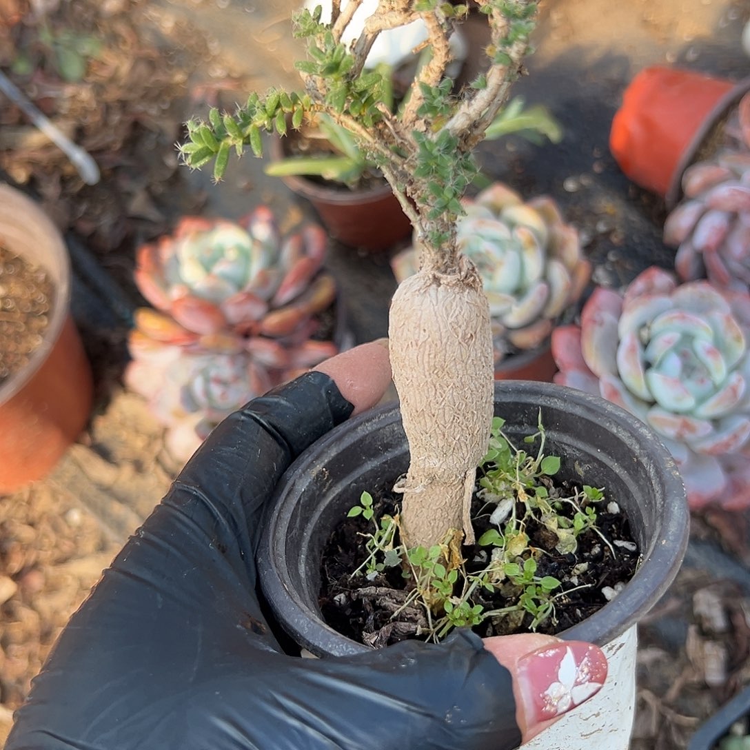 多肉植物姬红小松