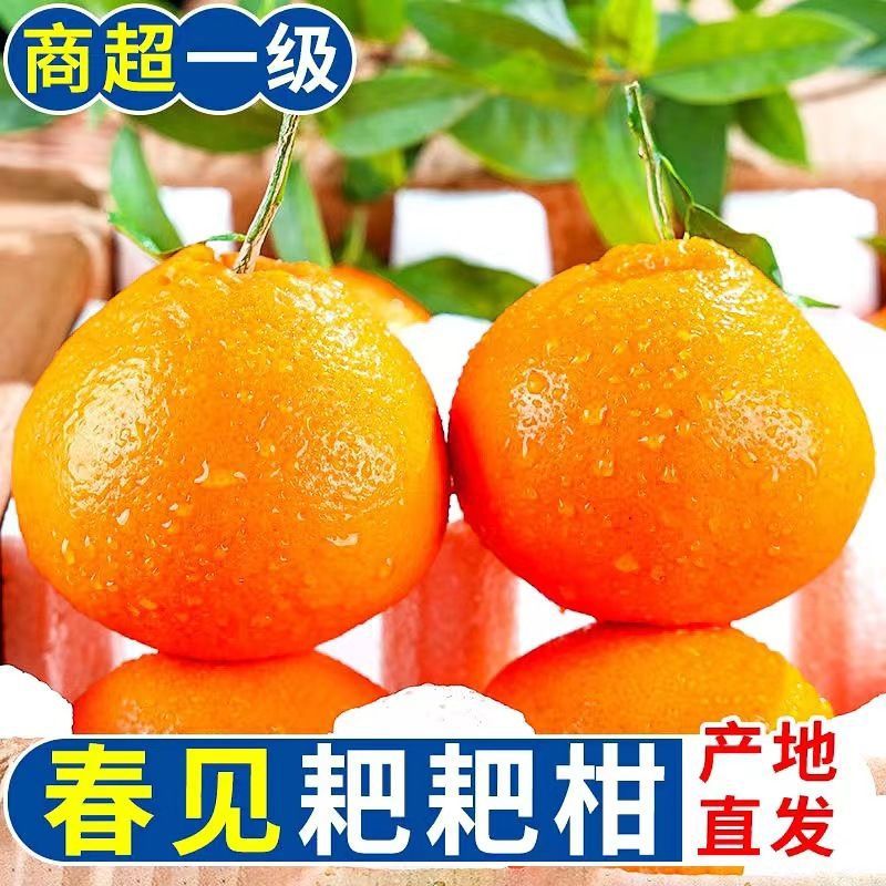 【爆甜多汁】现摘四川春见耙耙柑应季新鲜孕妇水果丑橘子薄皮柑橘