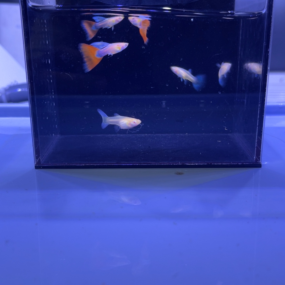孔雀鱼火烧云飞船3对开箱视频报损