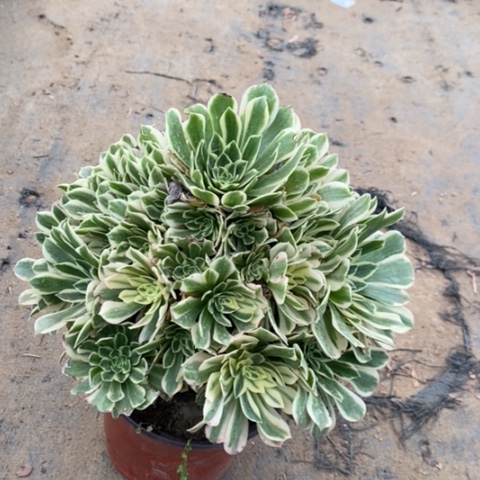 艳宁多肉植物031