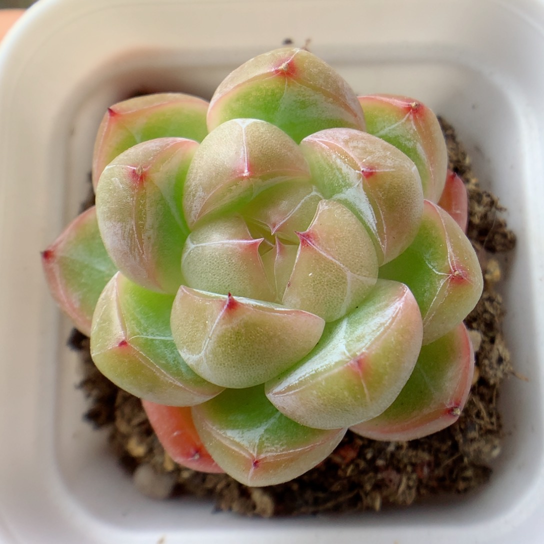 58包邮  群生不包整 珍妮8