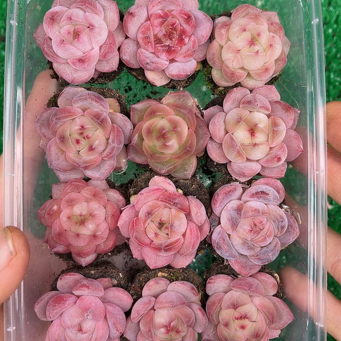 多肉一物一拍29-33