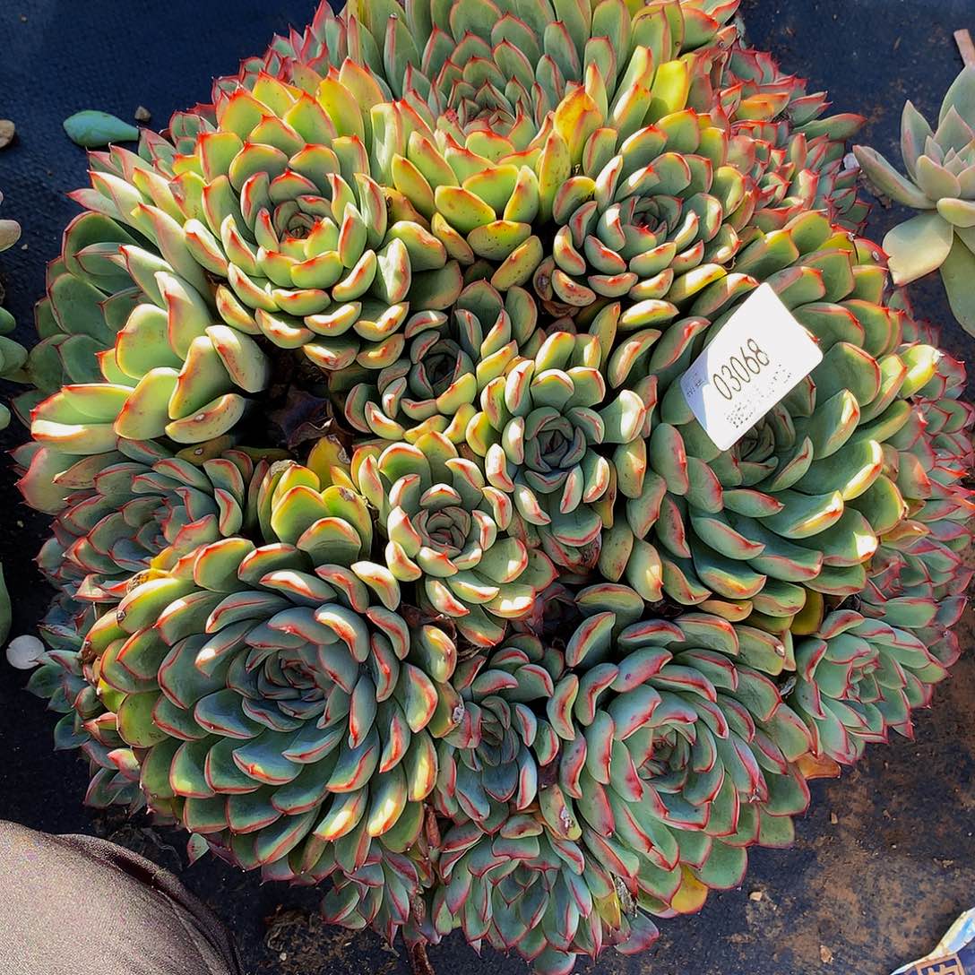 u***4荷花03068多肉多如图