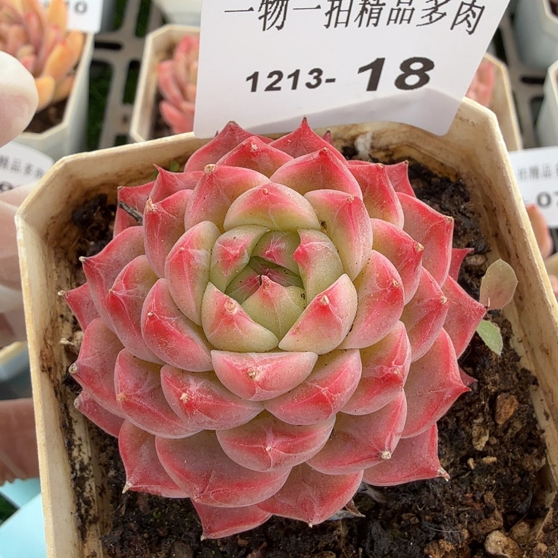 1213-18多肉一物一拍