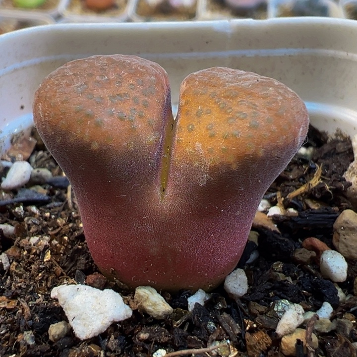 874多肉植物种类多样