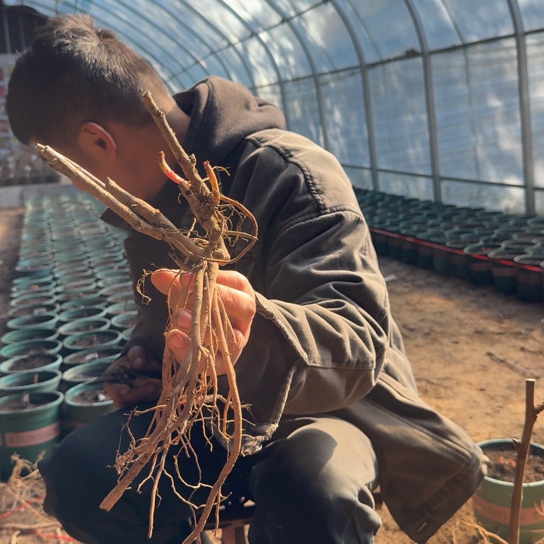 牡丹平茬苗2棵。    