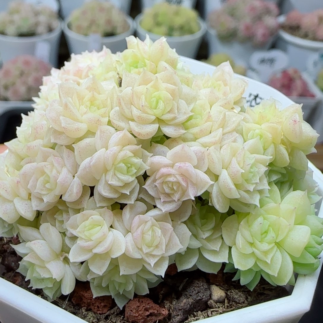 【闪购商品】0226-203珠光麦杆