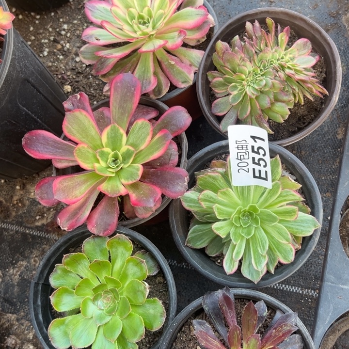 多肉植物551种植物