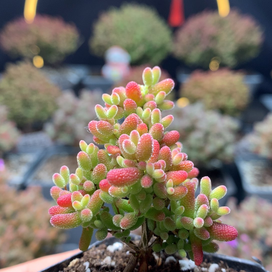 B333蜜橘枝干番杏