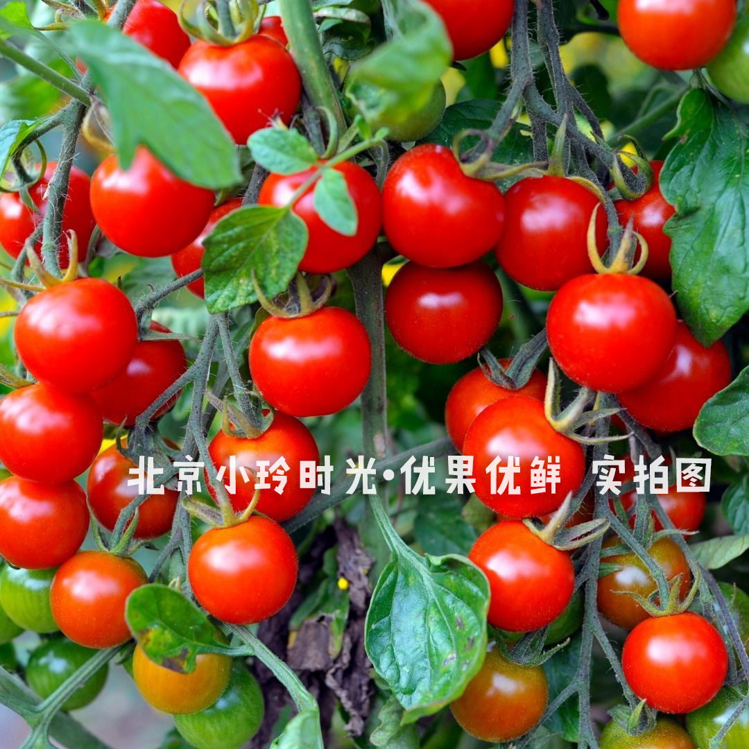 【老味道千禧小番茄】宝宝孕妇放心吃·承诺不打蜡不泡药没有科技狠活·小西红柿水果柿子·樱桃番茄圣女果北京市
