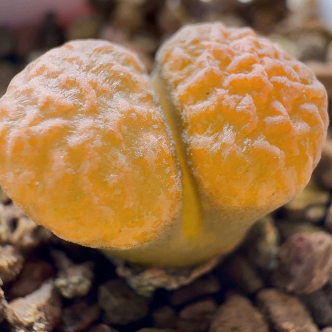 超级蛋糕风铃玉肉锥3343