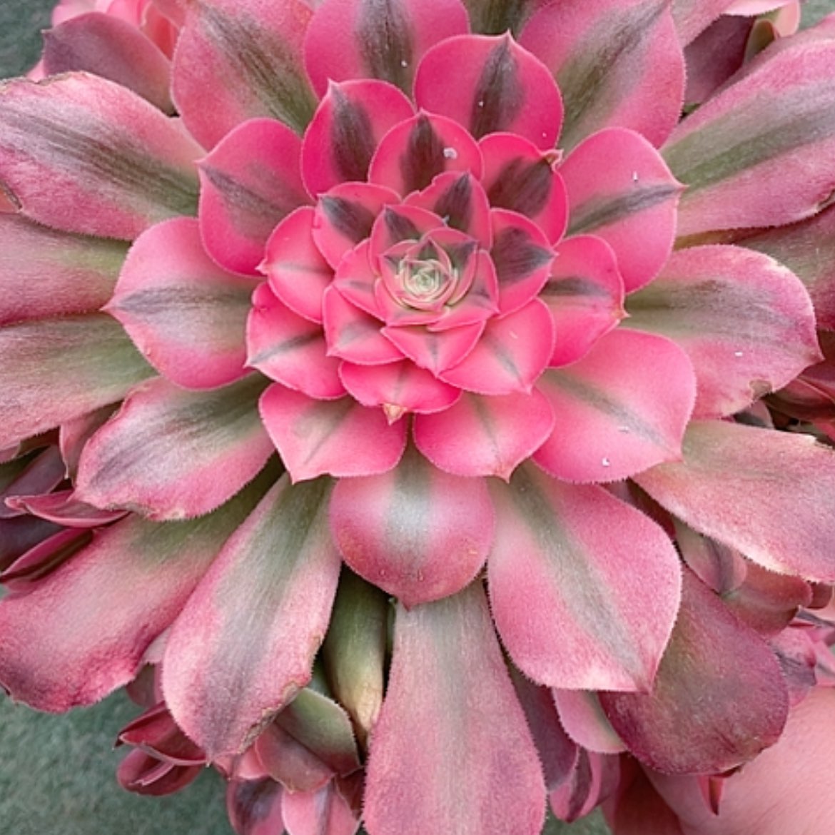 【闪购商品】法师好看也好养香妃