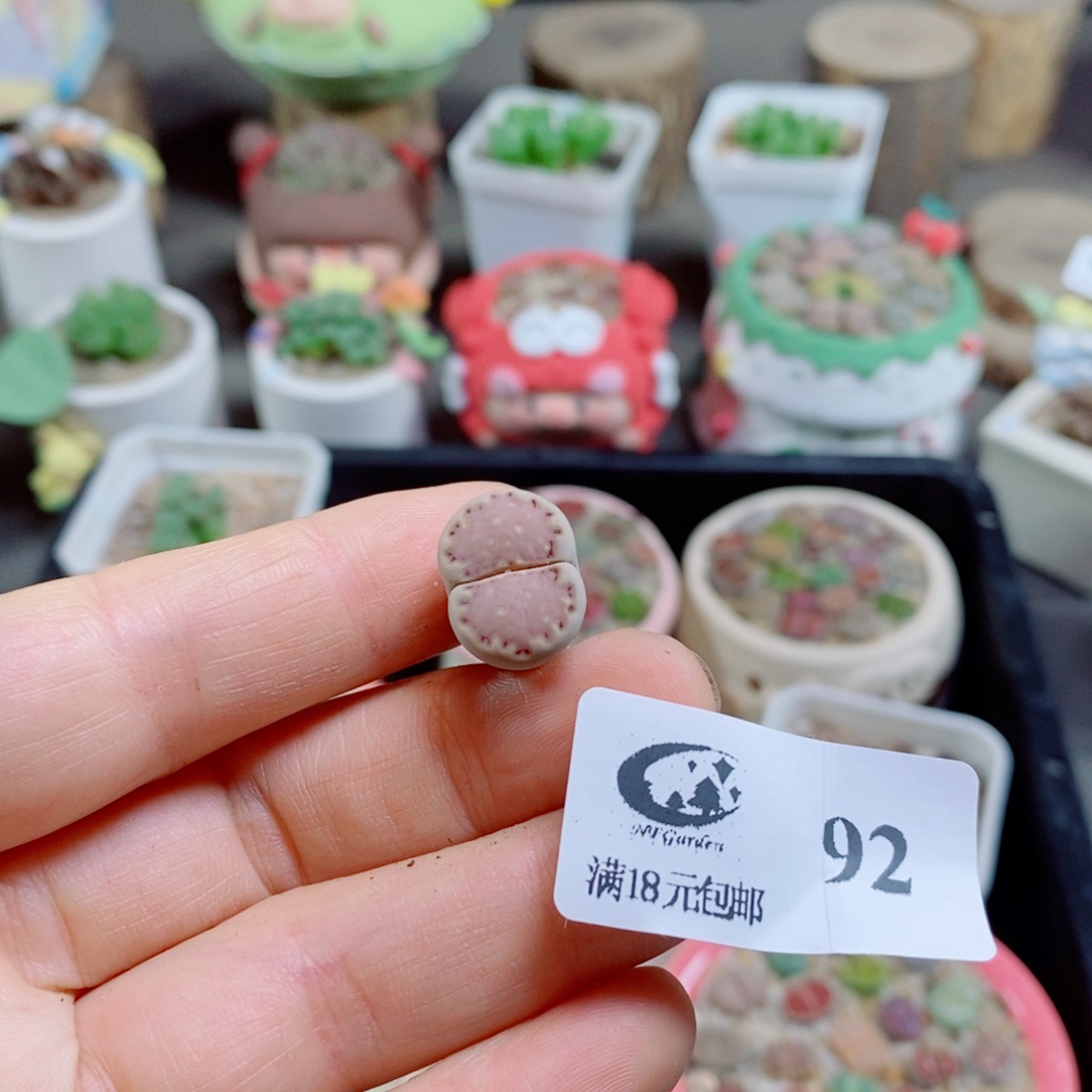 暖***O生石花花哈哈哈哈花花92