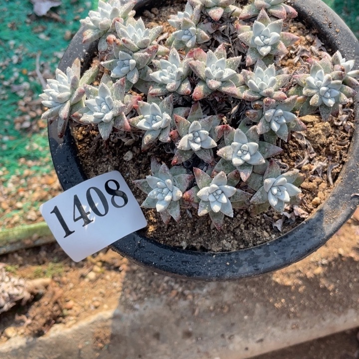 408号白菊多肉植物