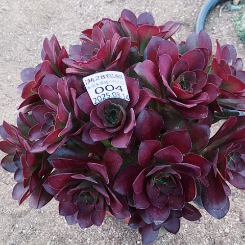 3.14-4魅金多肉植物
