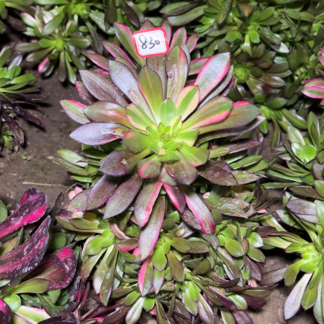 830多肉植物灰法师七彩