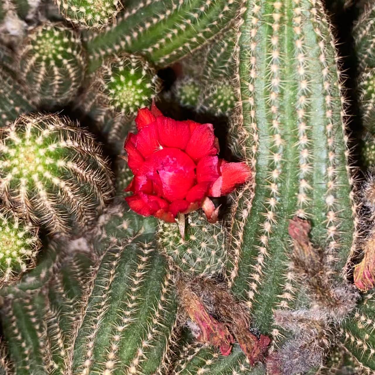红花白檀  仙人球植物漳州基地直发货 新手好养 室内外办公室 