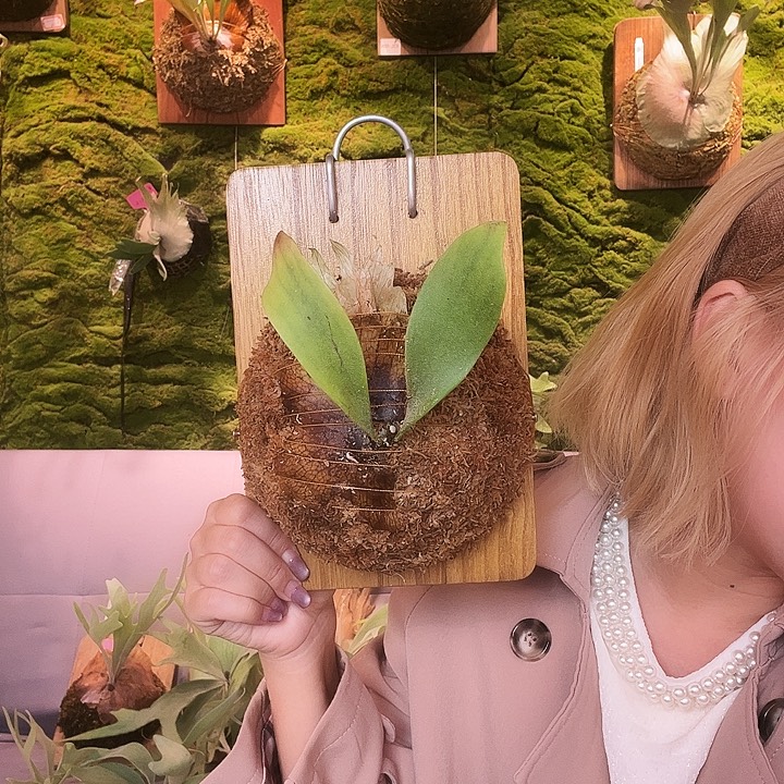 不开花植物掉牌福利品