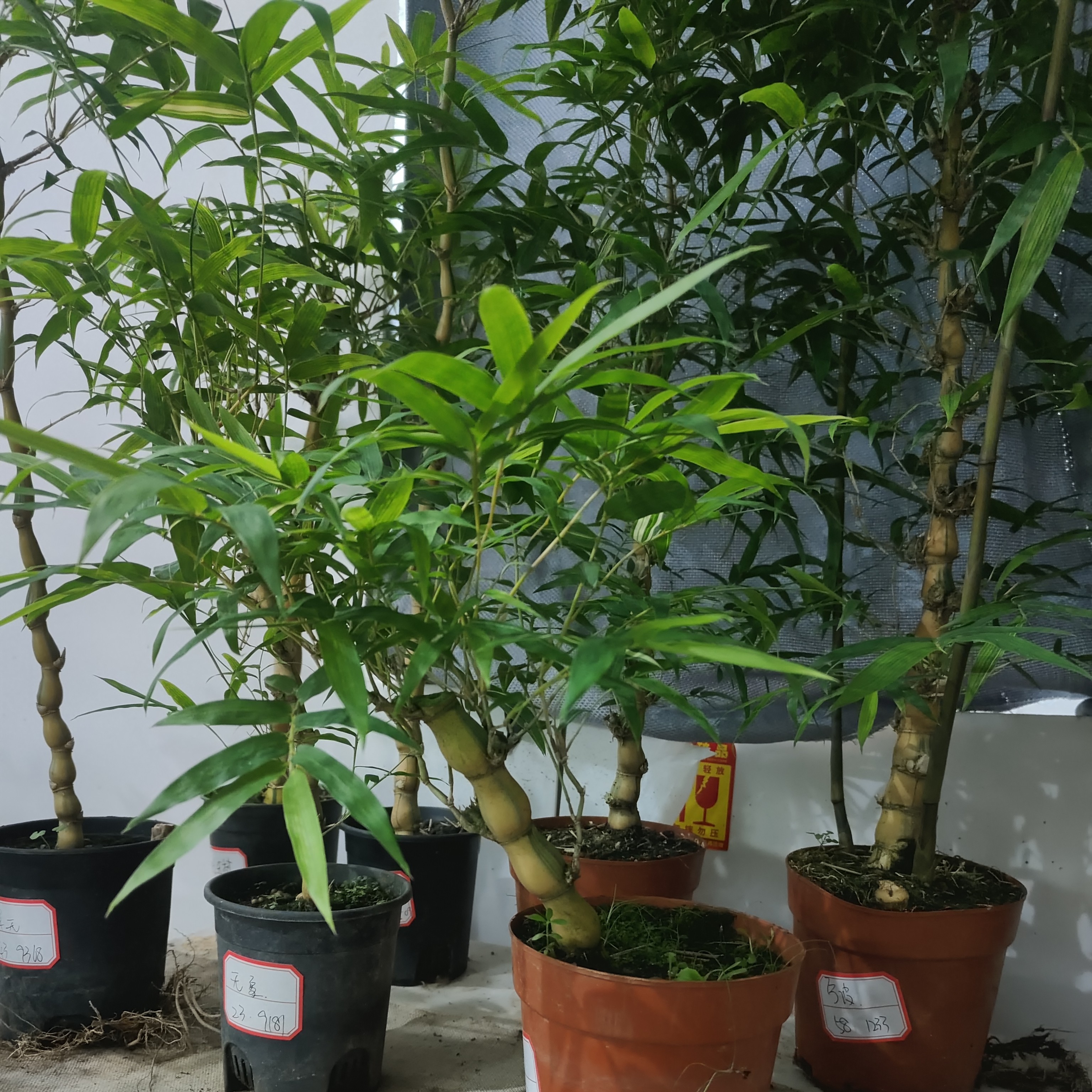 金丝佛肚竹直播间一物一拍定制专用