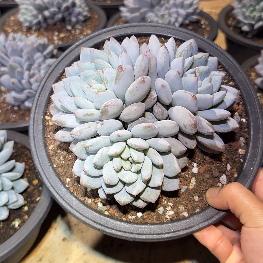 半夏整无砍群生多肉