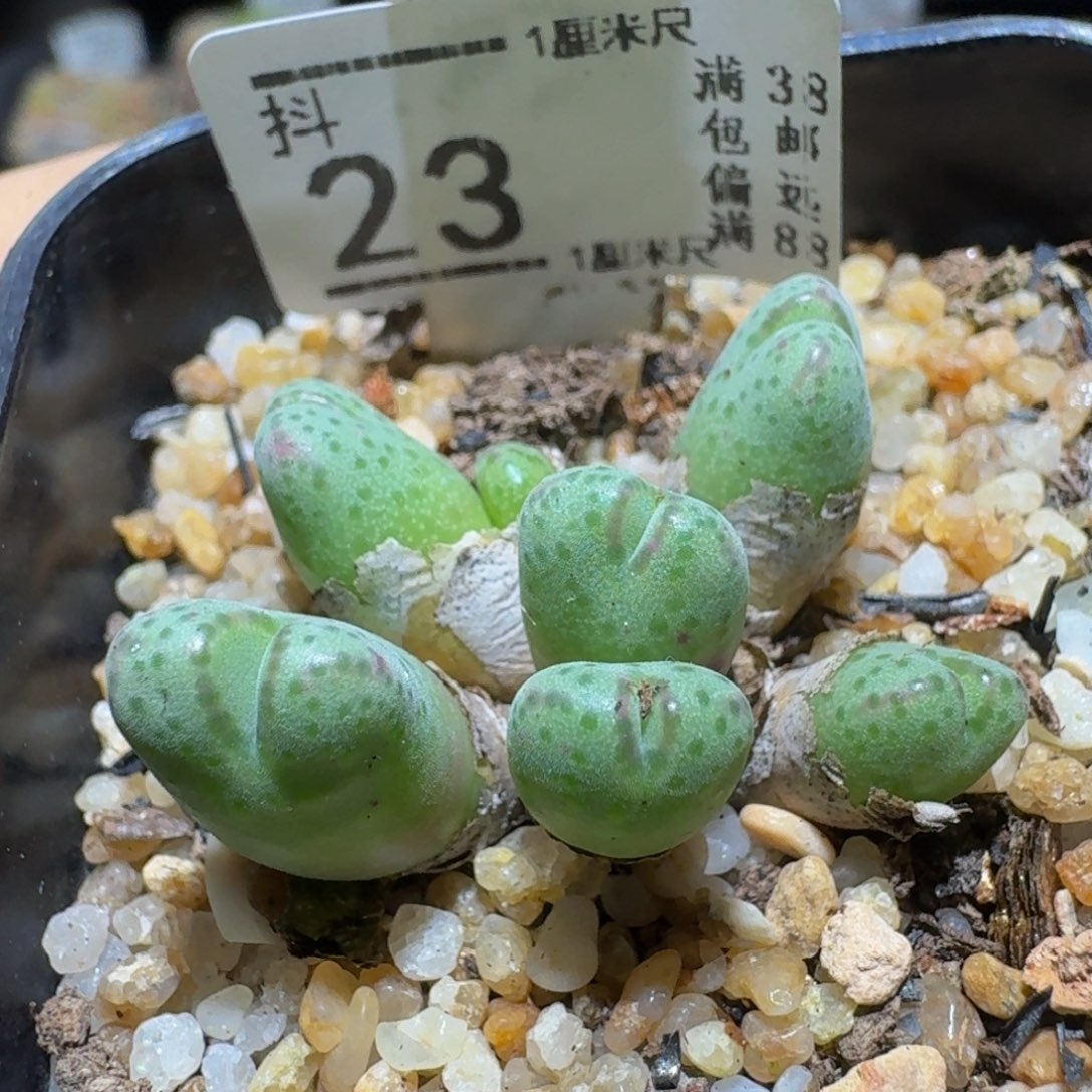 Ssss精品生石花23紫花