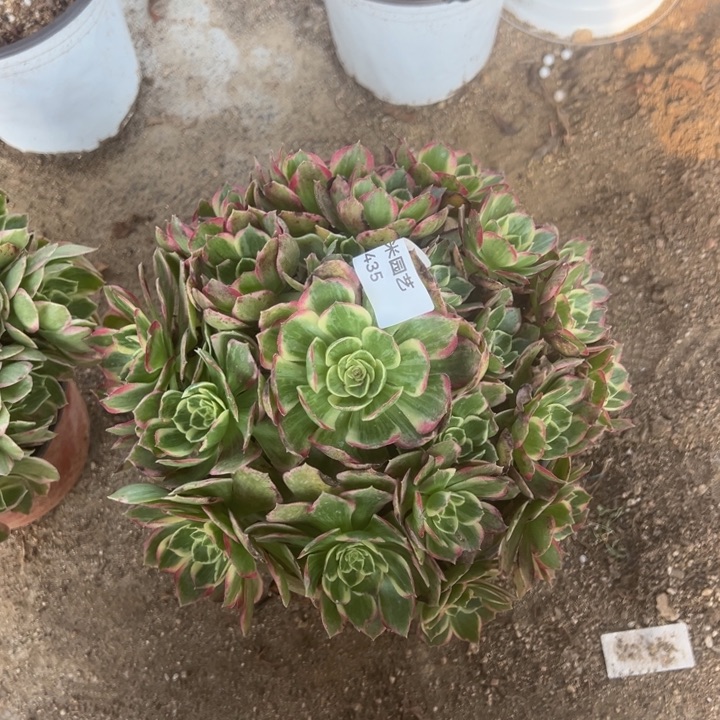 万花筒多肉植物435