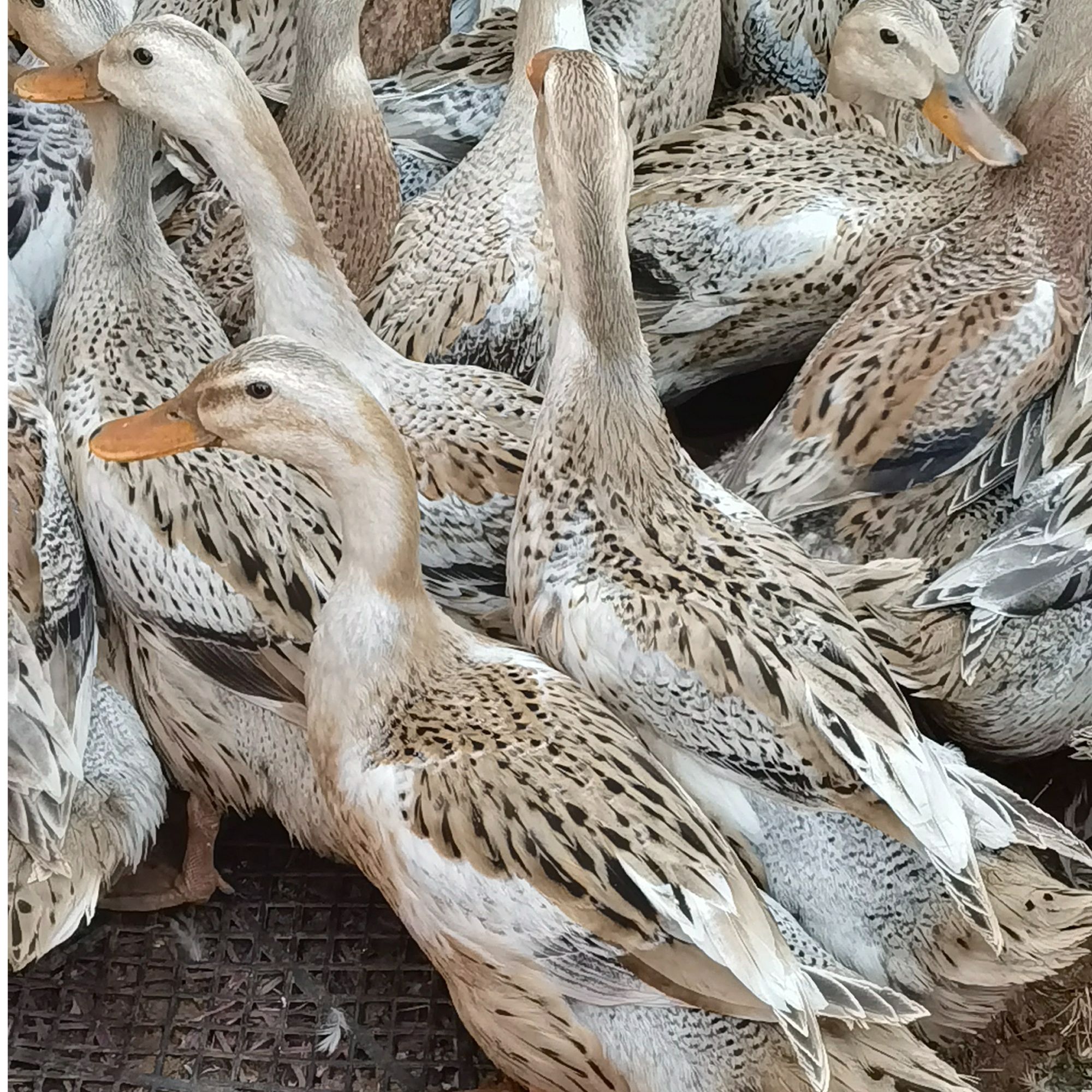 江西农村散养老麻鸭稻谷喂养跑田土水鸭肉质鲜美