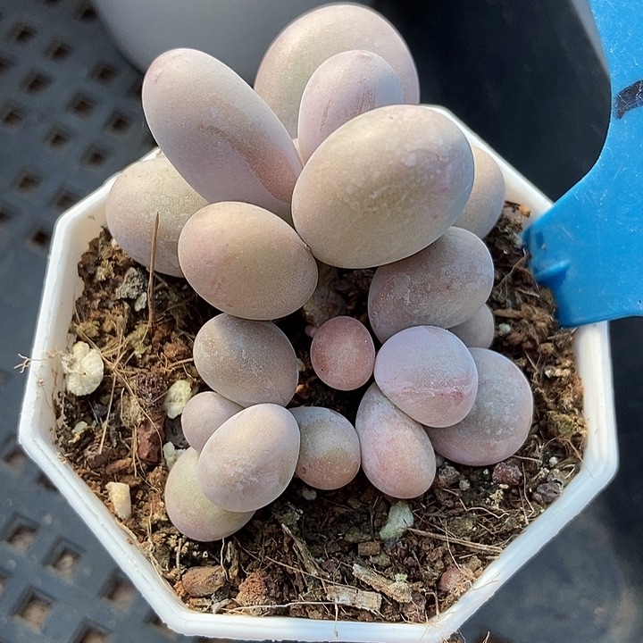 多肉植物蛋黄奶903多肉