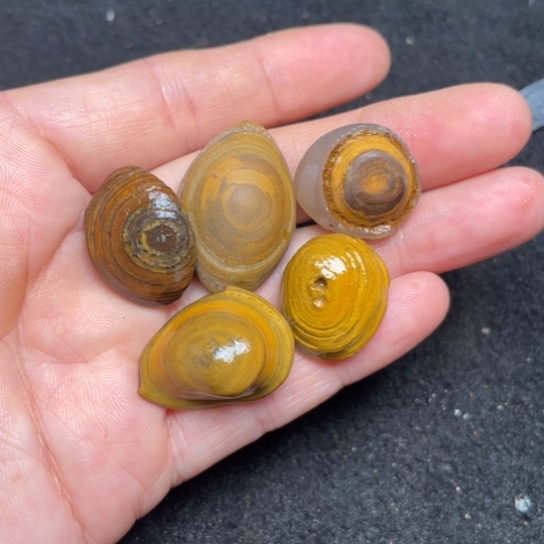 石材纯天然奇石原石25