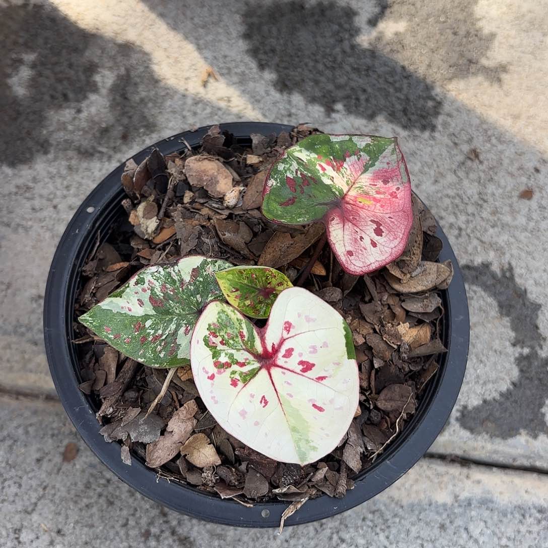 哆**喵泰国彩叶芋 100-0129