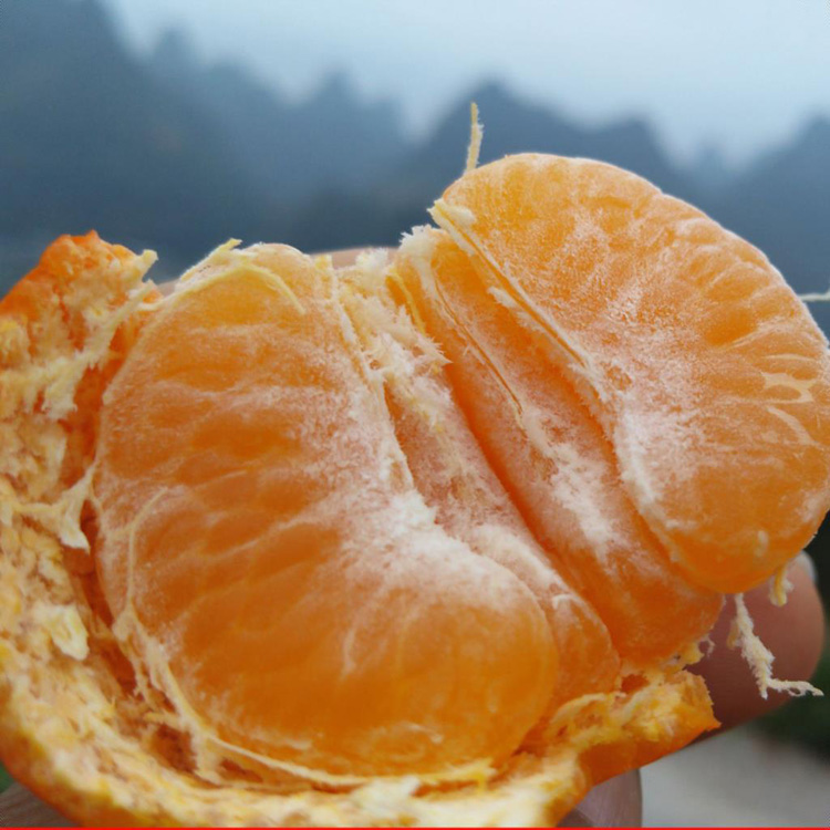 湖南现挖发货果树苗种植嫁接早熟沙糖桔苗无核清甜柑桔苗结果苗木