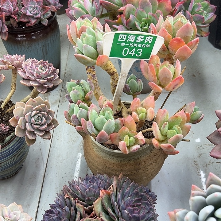 追***5海洋之星多肉植物精华043