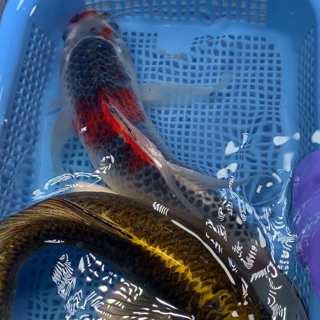 锦鲤冷水锦鲤包邮