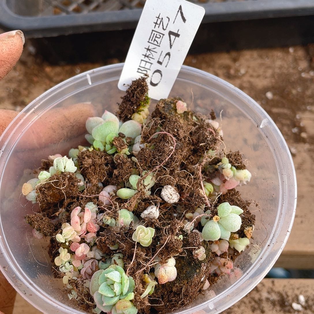 多肉植物多肉植物547