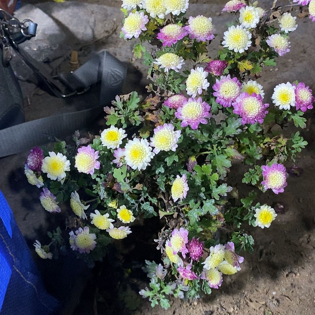 *****完全开放盆景菊花菊花