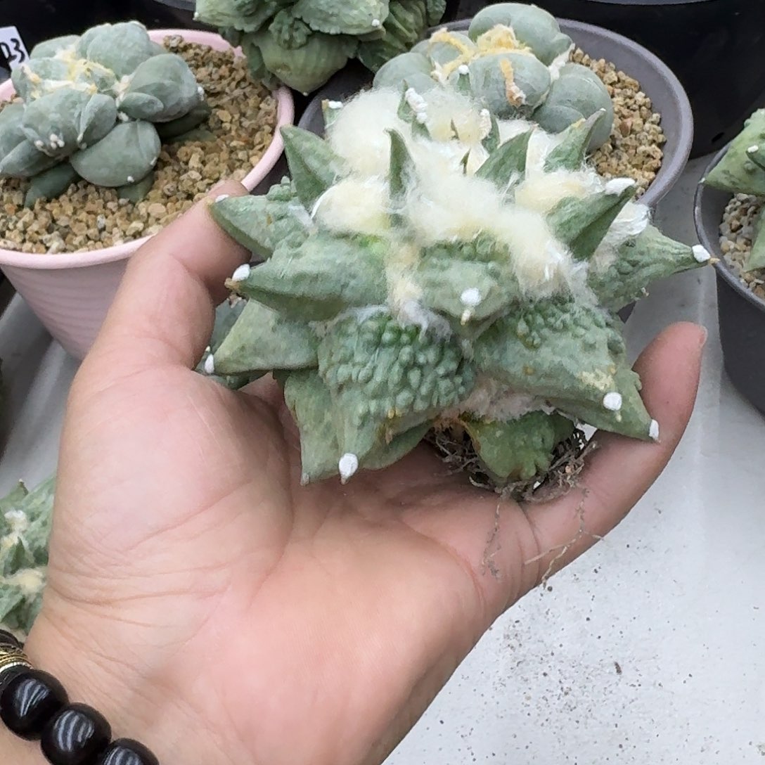自根怒涛牡丹，萝卜腿