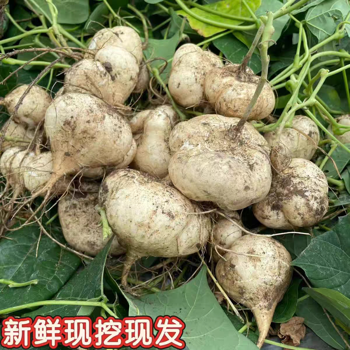 湖南湘西新鲜现挖凉薯地萝卜