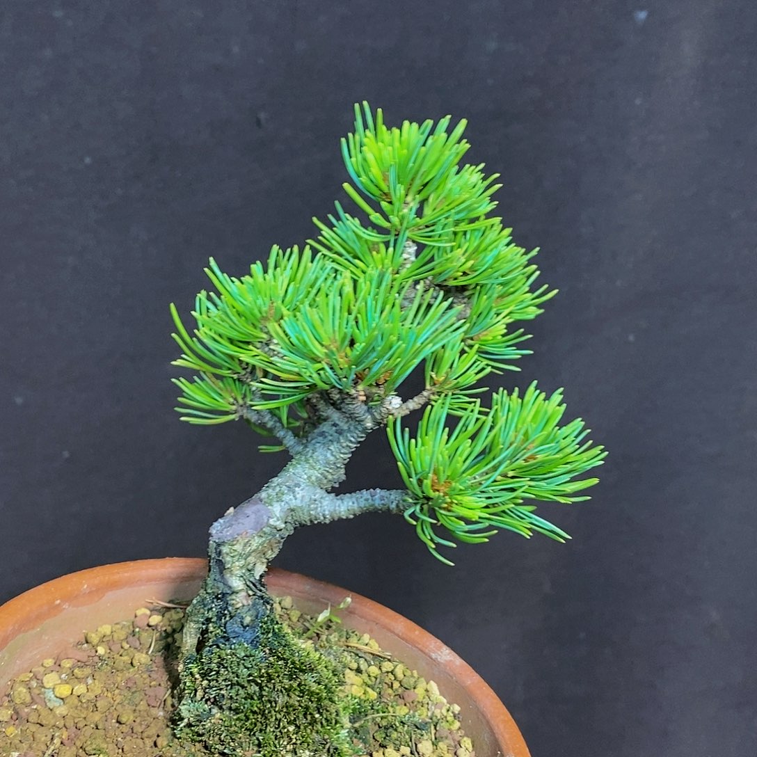 【闪购商品】无花朵