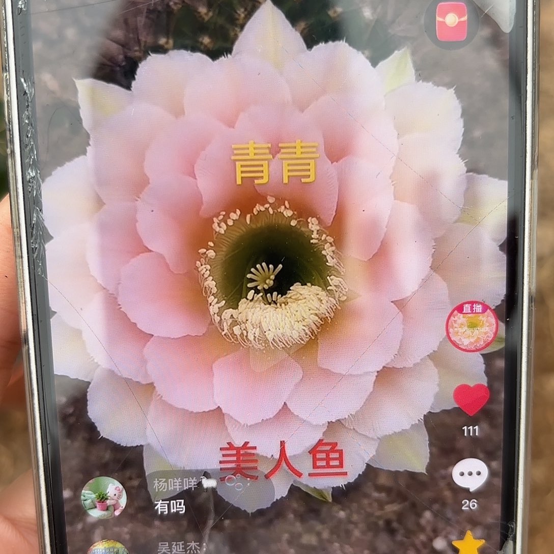 彩草青青美人鱼9公分带崽