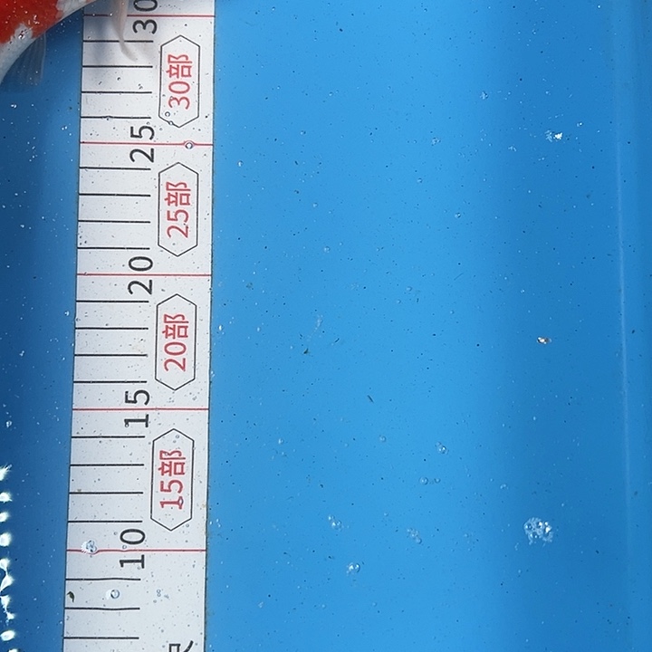 锦鲤血统锦鲤子一代