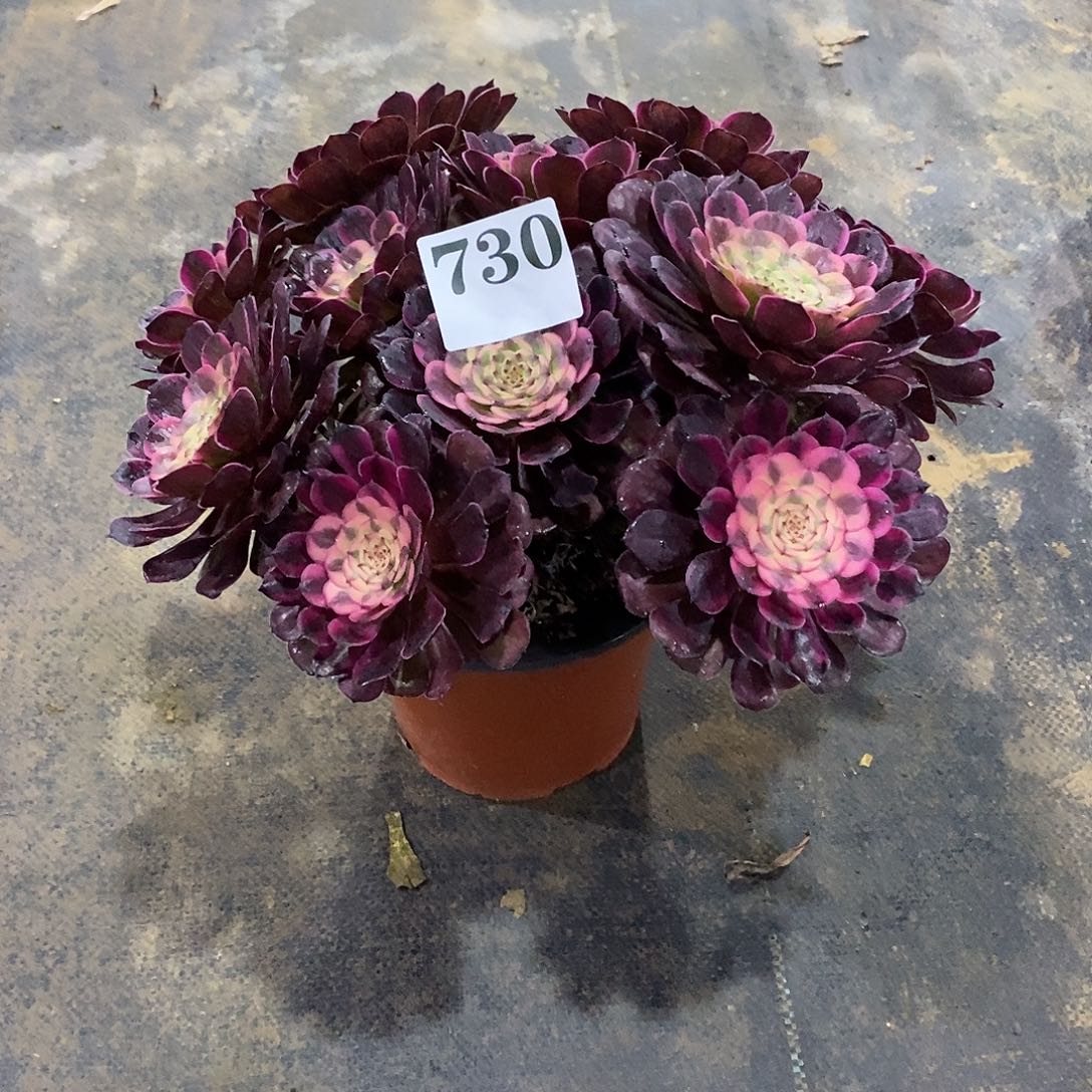 四*草黑金刚730多肉法师植物