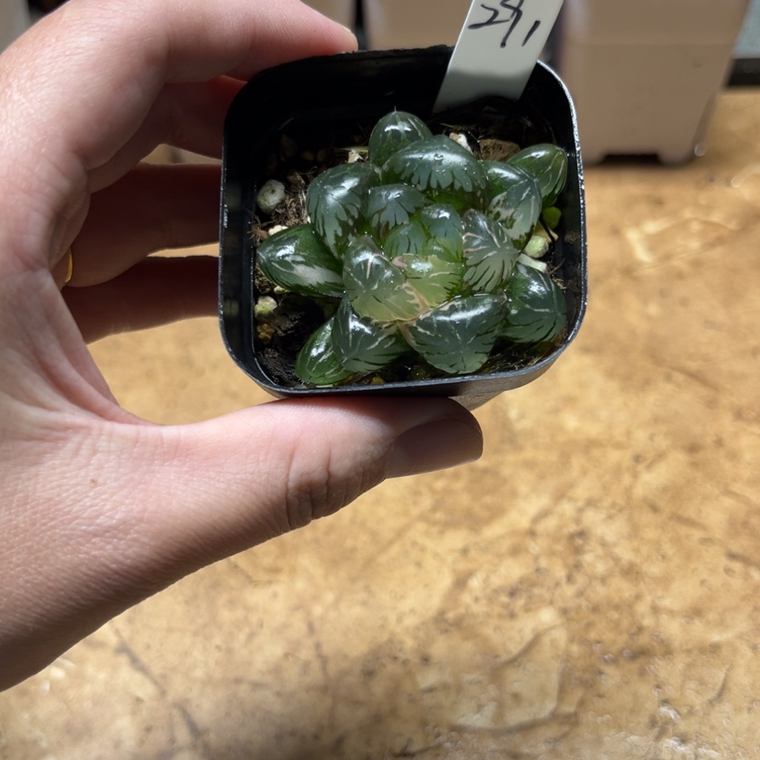 291冰灯玉露锦一物一拍