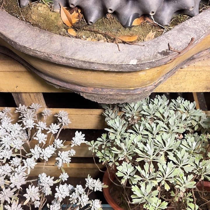 不***帅无花朵补费用运输