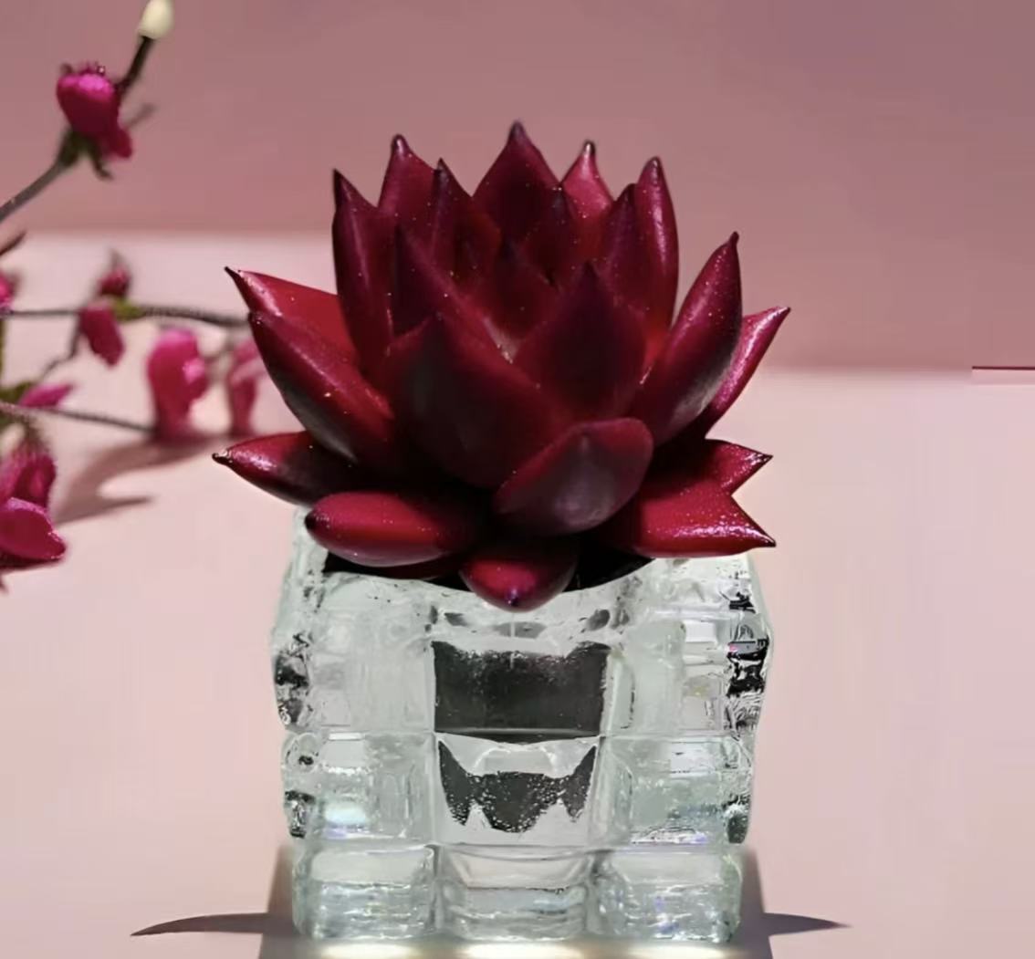 无土多肉 卡宴1颗（含水晶花盆）