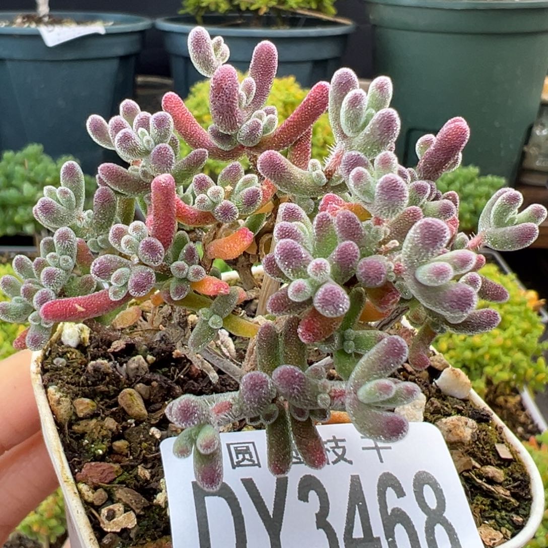 漏dy3468荔枝糯米糍冠幅6cm