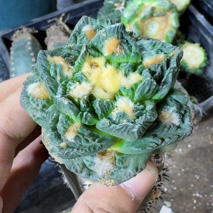 无花朵福利苗接龟甲738