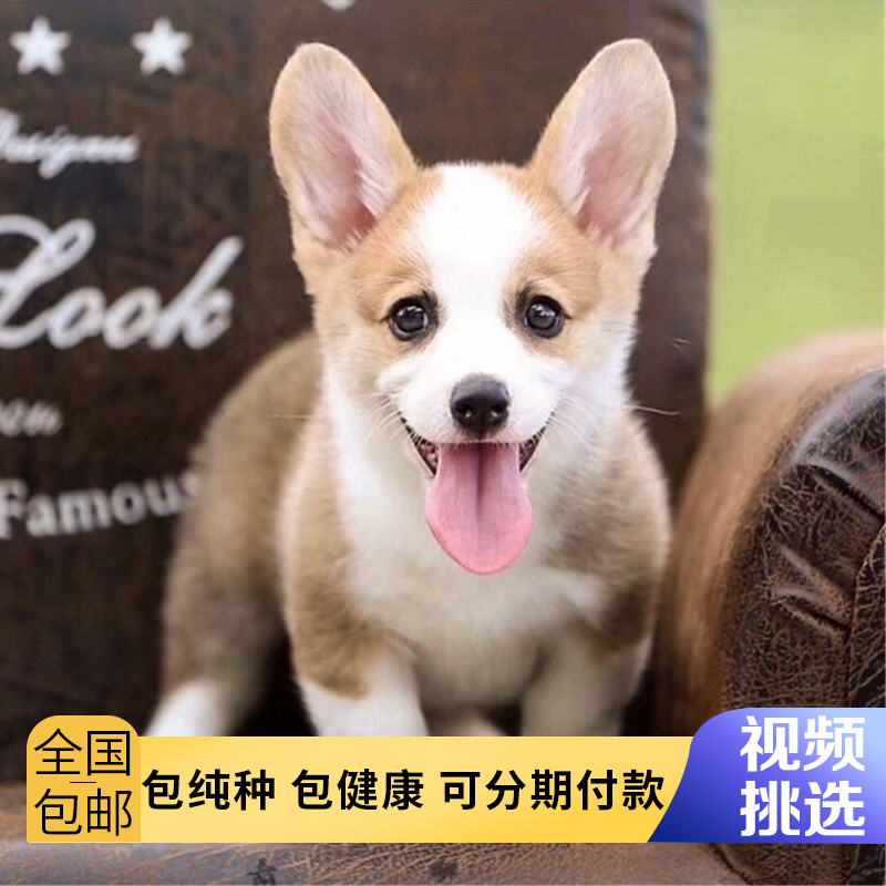 柯基幼犬纯种宠物狗活体双色三色柯基犬带尾巴小短腿小型犬幼崽