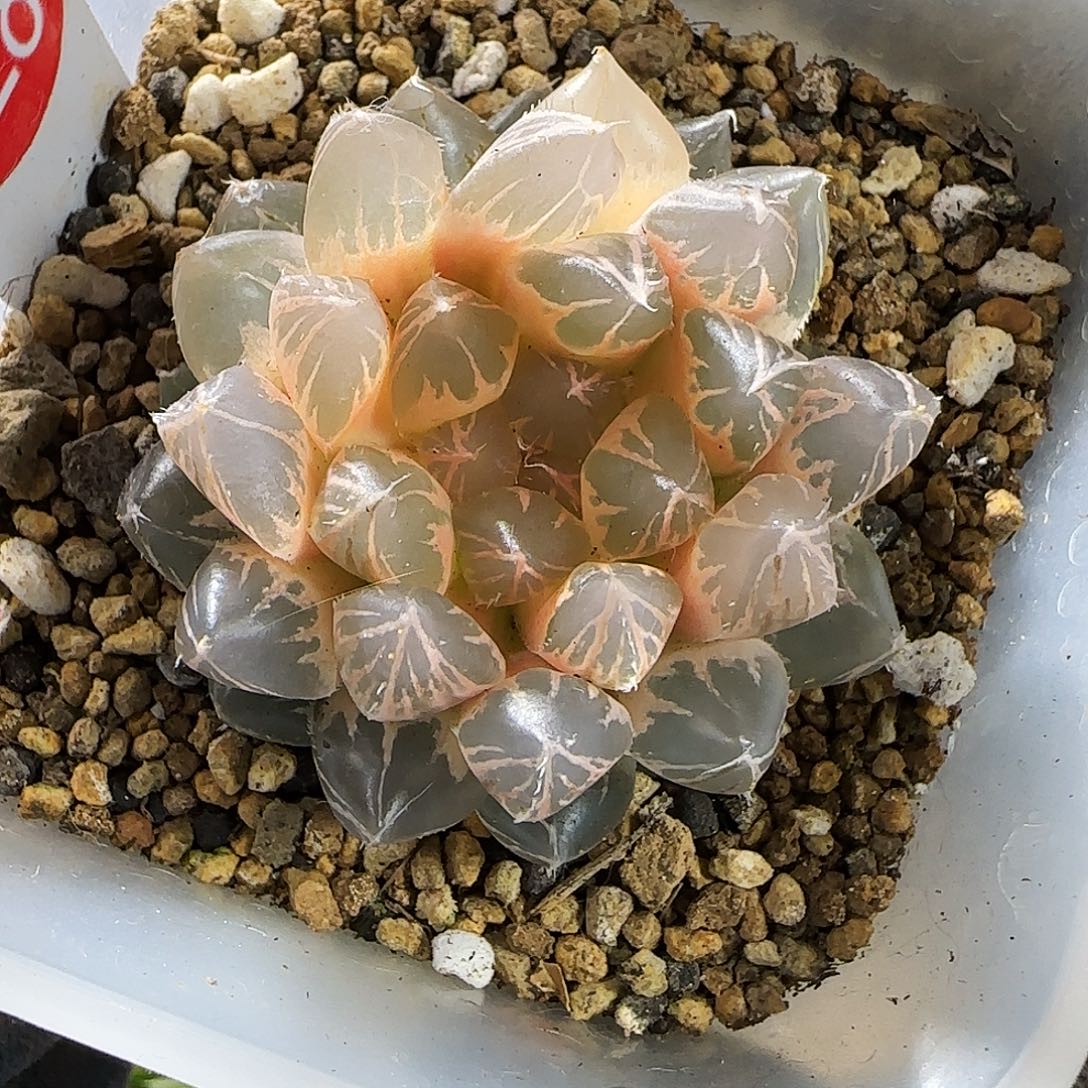 228号糊斑龙爪玉露锦 5.5 厘米左右一物一拍带盆发货