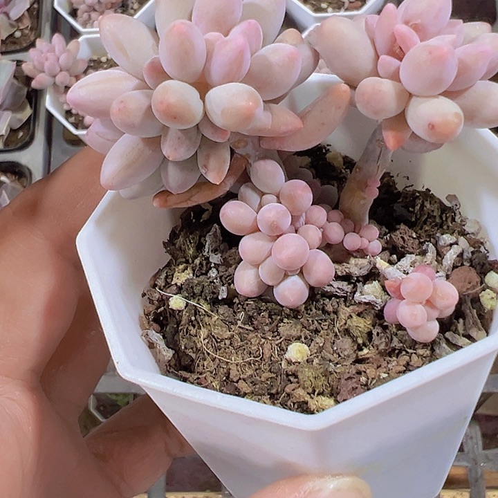 婴儿手指精品多肉植物