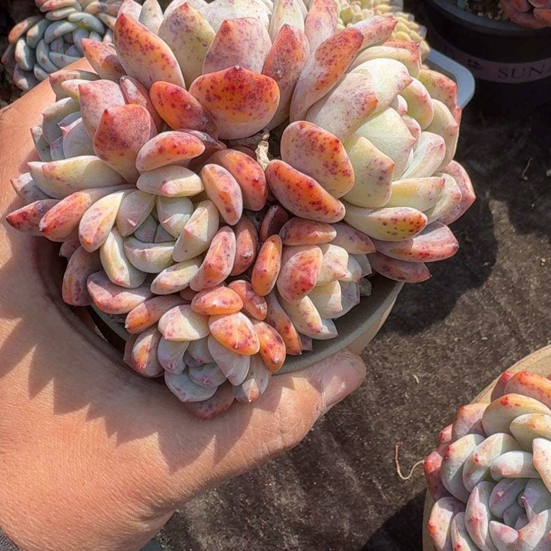 6头橙子，可带盆发货